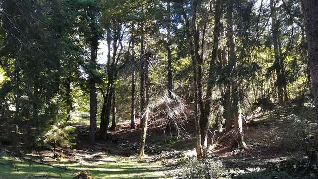 Activity "Forest Bath" with les Demoiselles du Plateau