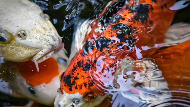 Lecture et Atelier créatif : Découverte du Japon