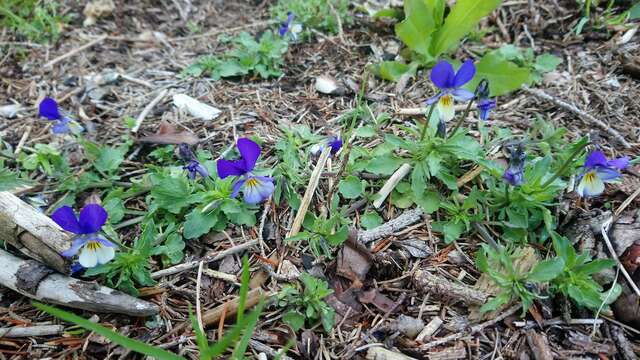 A la découverte des plantes sauvages