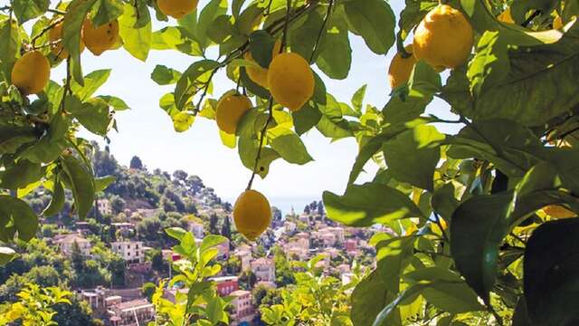 92nd Fête du Citron® - Lemon Walk