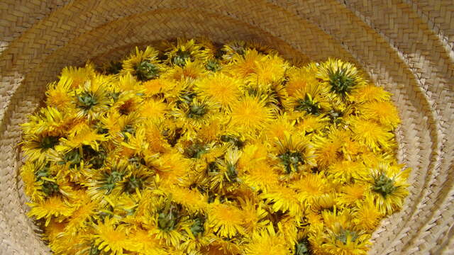 Praktikum in der Werkstatt des Kräuterkundigen