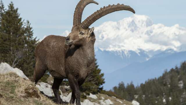 A la recherche de la faune des montagnes