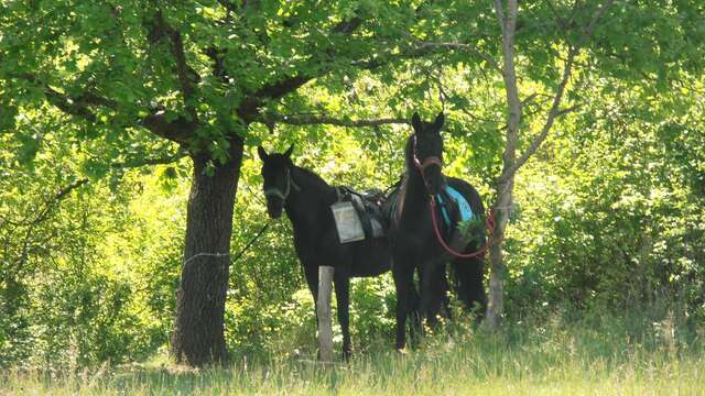 Haras des Villards