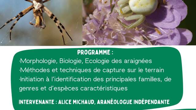 Stage d'initiation à l'étude des araignées - Maison du Marais