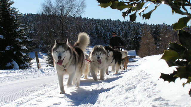 Chiens de traîneaux - Dubost nature