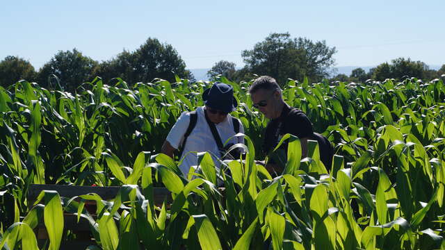 Labyrinthe de maïs