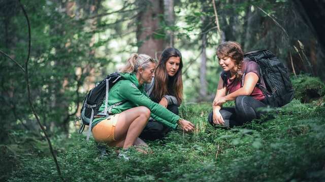 Wanderung „Sammeln von Kräutern und essbaren Pflanzen“
