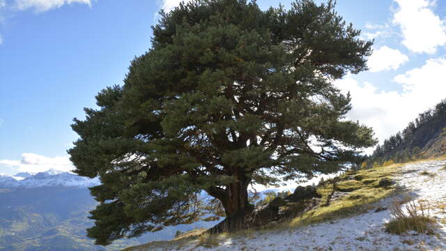 Conférence en plein-air : Communication des plantes et des arbres, une approche sensible et scientifique