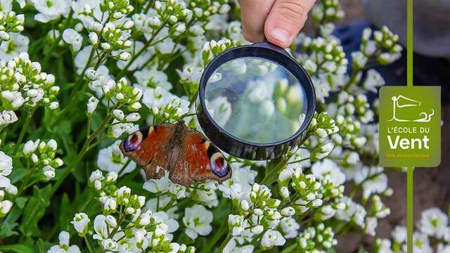 Les papillons à la loupe - Découverte