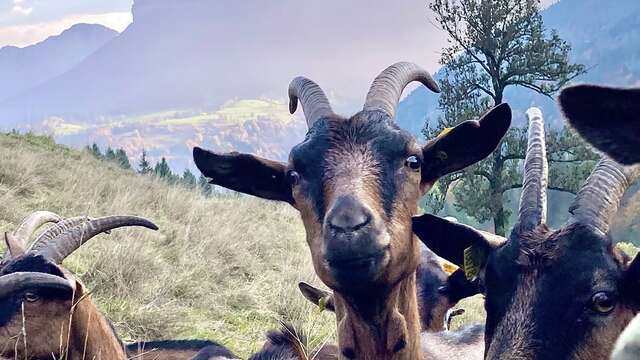 Visite de la Ferme des Entremonts