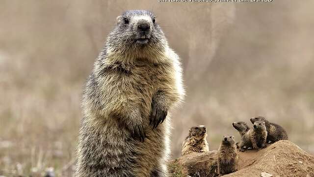 Projection film LE CLAN DES MARMOTTES- En présence de la réalisatrice