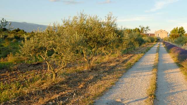 Visite du Domaine Oléicole La Paysanne