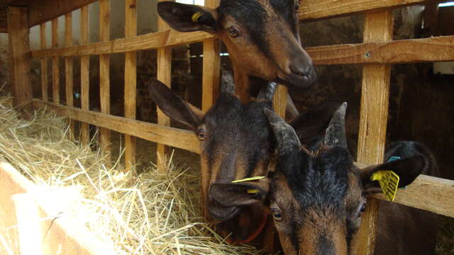 Les Chèvres de Chazalon