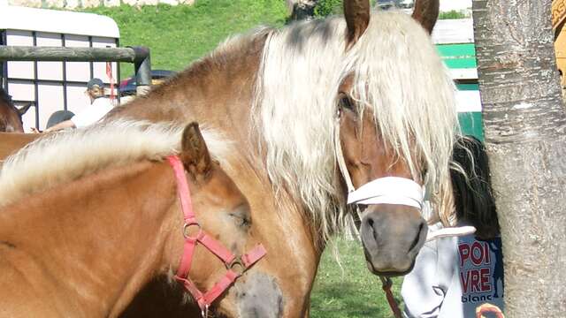 Concours régional de chevaux de trait Comtois