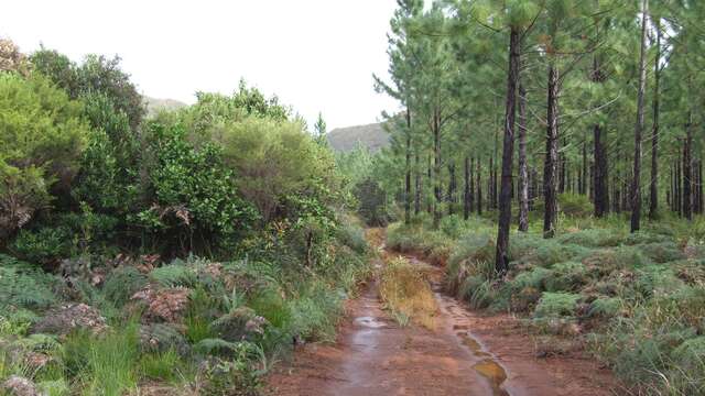 Trail 2 - Pine Runway at Boucles de Netcha