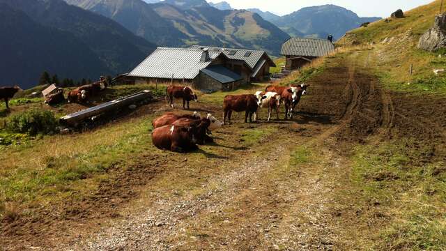Trail circuit 40 rouge - Boucle des alpages de Charmy l’Adroit