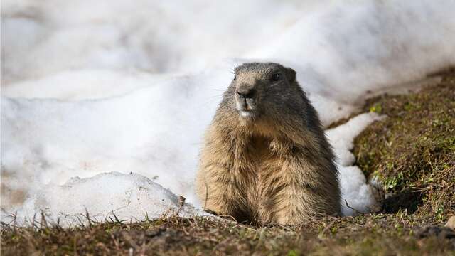 Jeu d'enquête "Marmotte, tu dors ?"