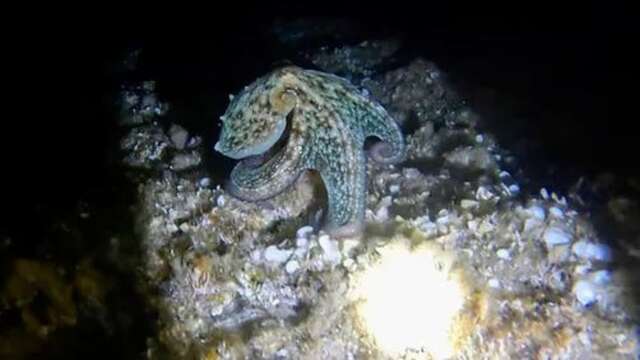 Sortie Nocturne avec Sanary Snorkeling