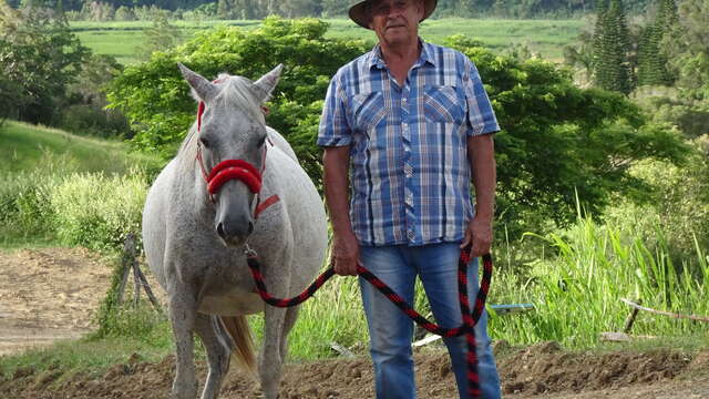 Horseback riding on a cattle farm - Gîte les 3 boucles