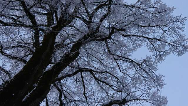 L'arbre de la liberté