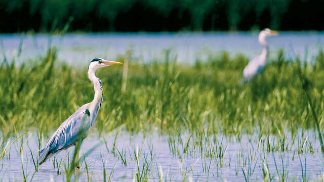 Séjour : Les essentiels de la Bresse et de la Dombes (2 jours / 1 nuit)