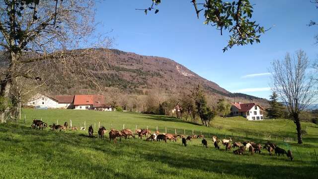Les Pieds dans le Local®, spécial producteurs ! Visite d'exploitation : Les Chèvres d'Arvière