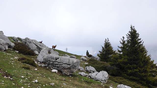 Randonnée famille : mais qui est passé par-là ? - 1/2 journée