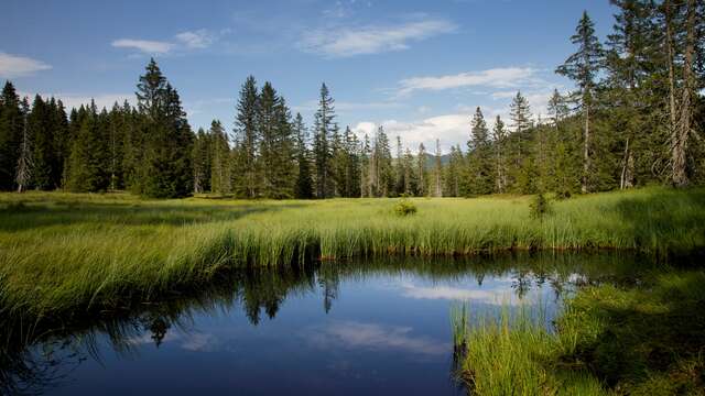 Visite guidée du sentier flore et milieux naturels - la vie d'une tourbière