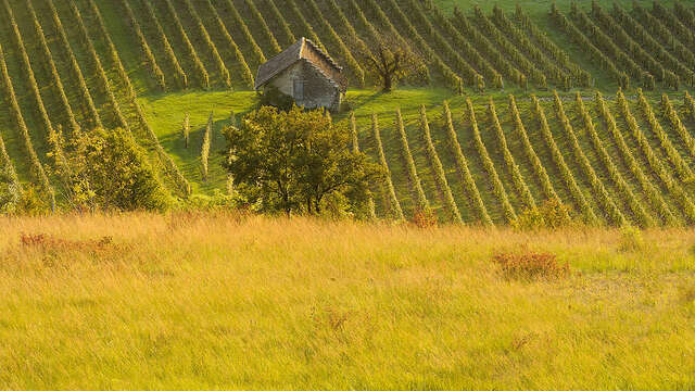 Excursion: From Cerdon vineyards to the Ain Valley