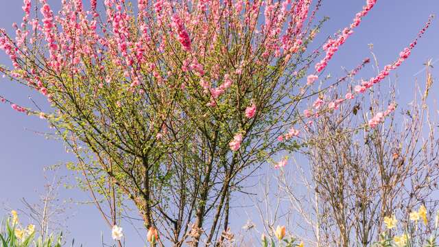Paseo botánico por Villevêque