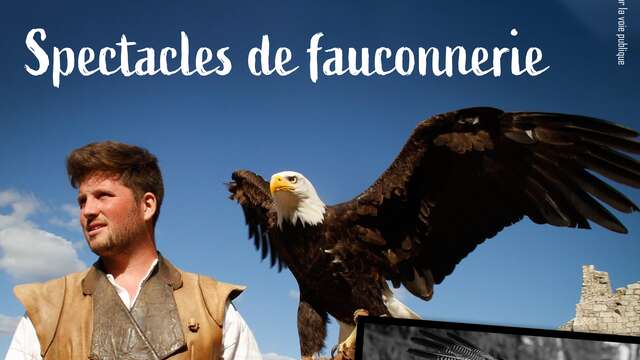 Lordat - Spectacles de fauconnerie