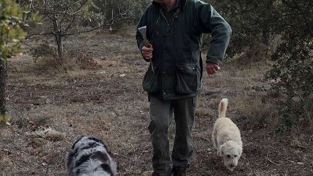Chasse à la truffe