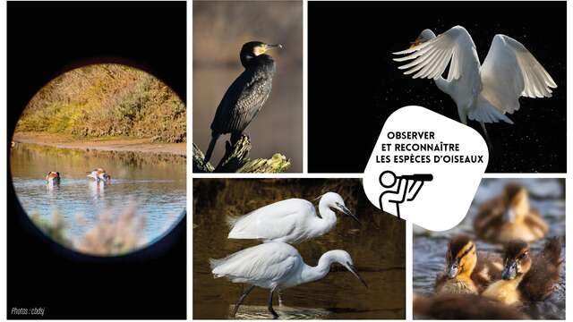 Balade ornitho - C’est le printemps ! Chants d’oiseaux estivants - Autres Versants