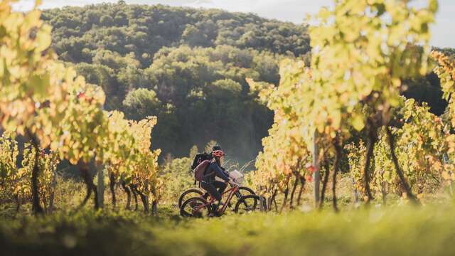 MTB route no. 20 (blue) Passerelle des Vendangeurs - Journans la Sce