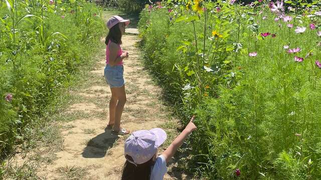 Visite du Jardin Extraordinaire et découverte des insectes qui le peuplent