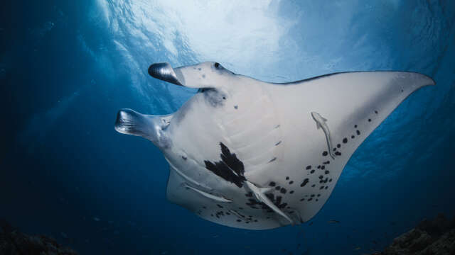 Bora Diving Center (by Eleuthera)