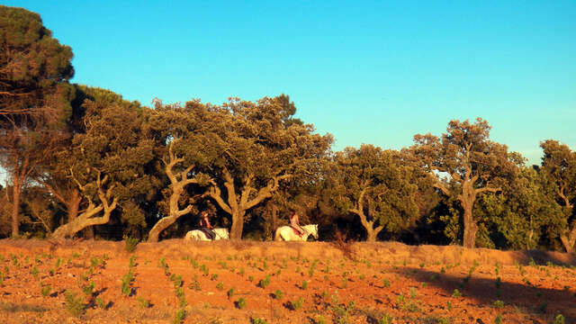 Hiking Panoramas of the Gulf of Saint-Tropez and the Bay of Cavalaire