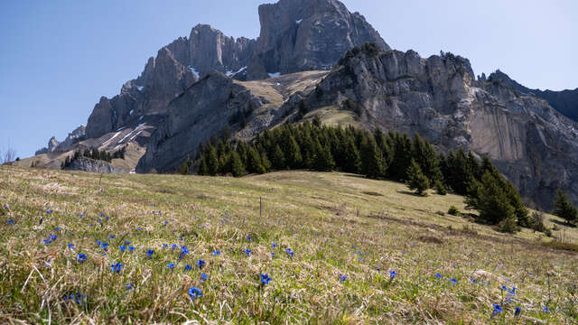 Les alpages du Lachat d'en Haut