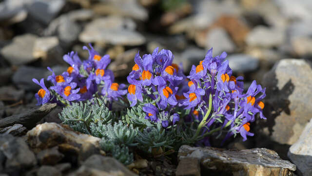 Slideshow "Around the alpine flora of the Mont Viso massif".