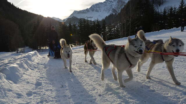Chiens de traîneau "Randonnée accompagnée"