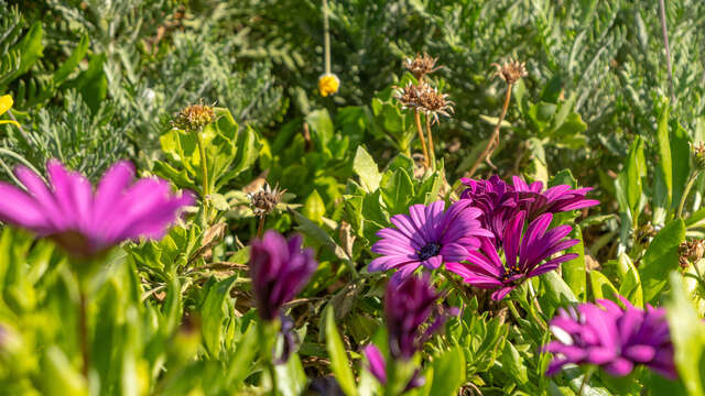 Ein Tag im Garten: Stecklinge tauschen