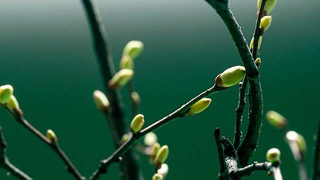 Bud extract workshop at the Chalet d'Arvière