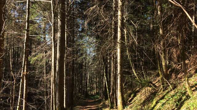 2 - Discovery loop around Saint-Pierre on trail running