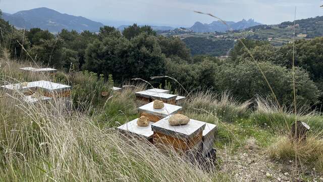 Le Rucher des Dent'Ailes