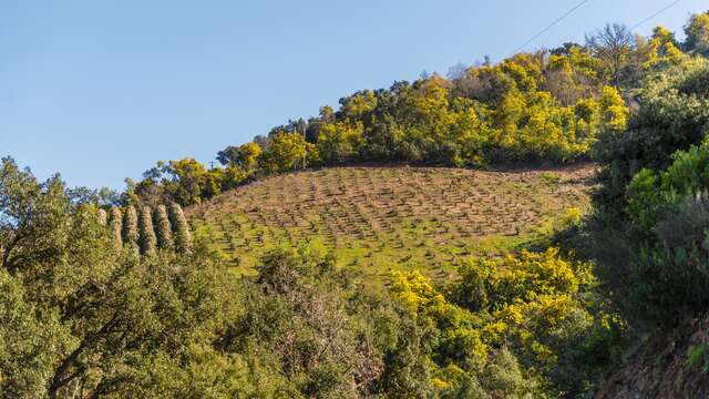 Le mimosa et ses compagnons de Tanneron.- balade guidée