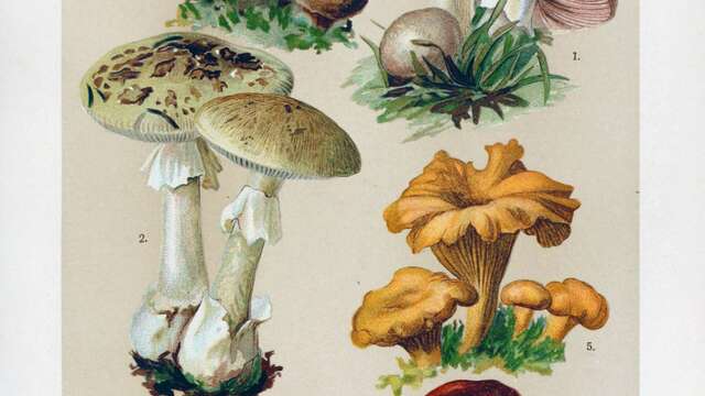 Atelier découverte des champignons