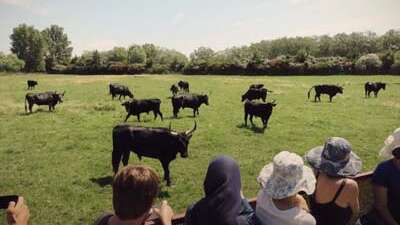 Manade des Baumelles