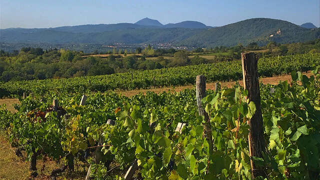 Les Randonnées gourmandes : à la découverte des vins volcaniques à Châteaugay