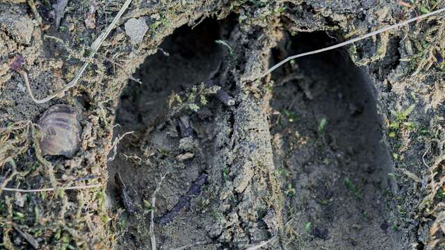Initiation à la lecture des traces d’animaux - Festival du Film Nature