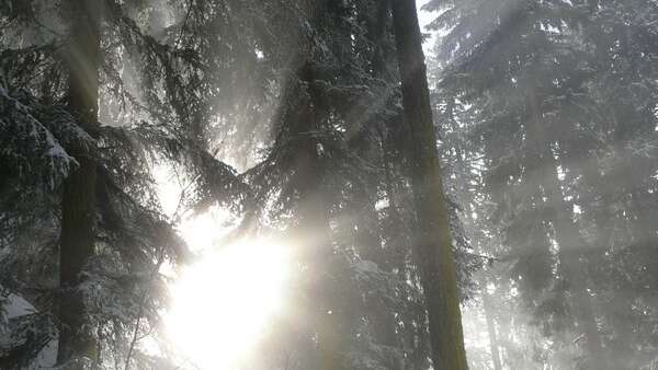 Schneeschuhwanderung „Der Wald von Covetan"
